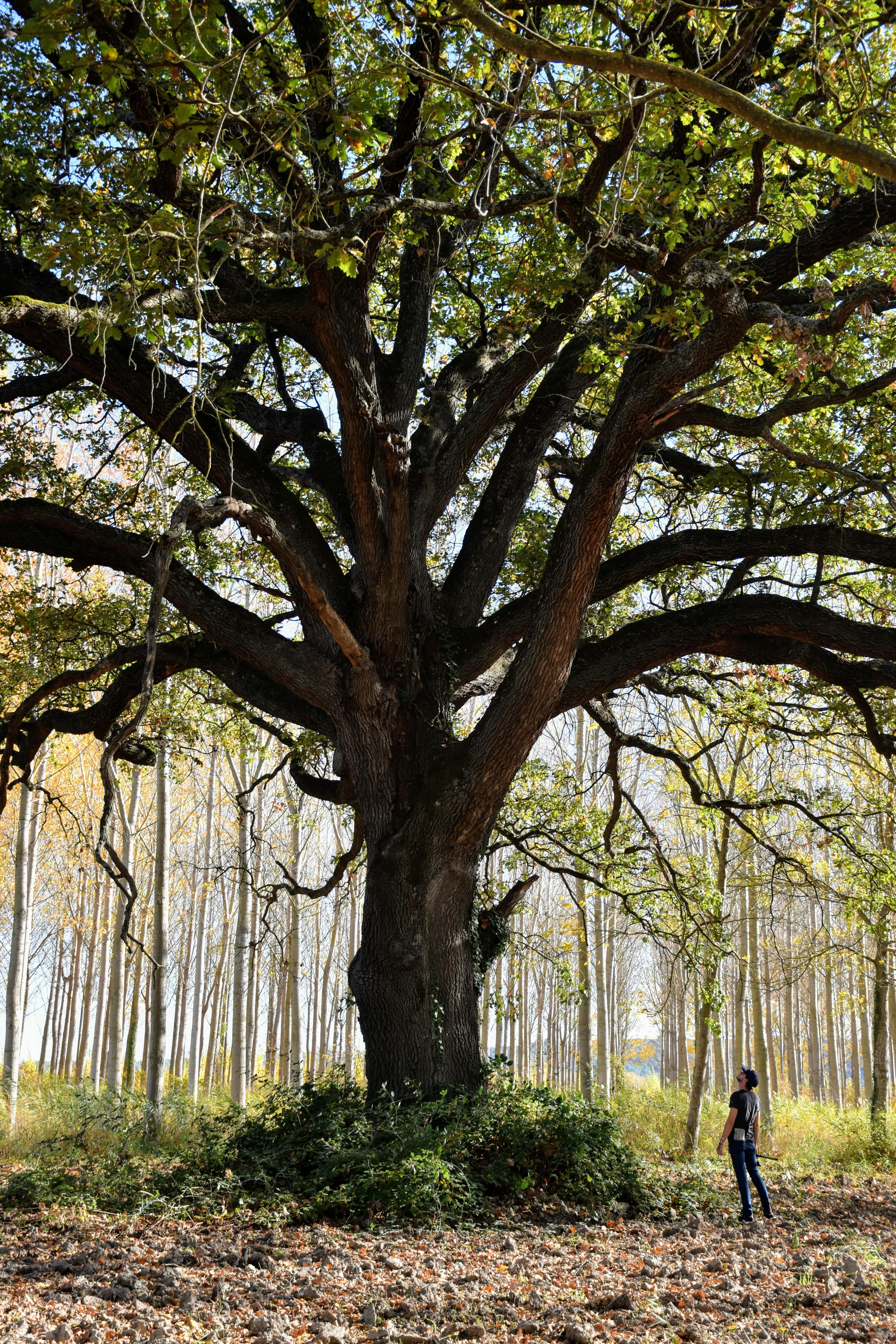 Capital That Understands